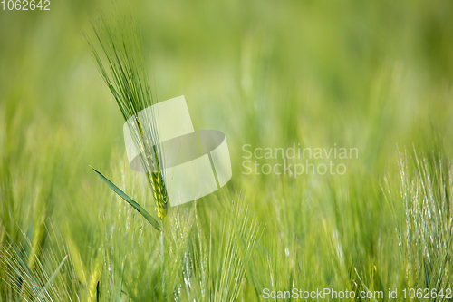 Image of spring field with Organic grains