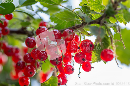 Image of ripe red currants in summer garden