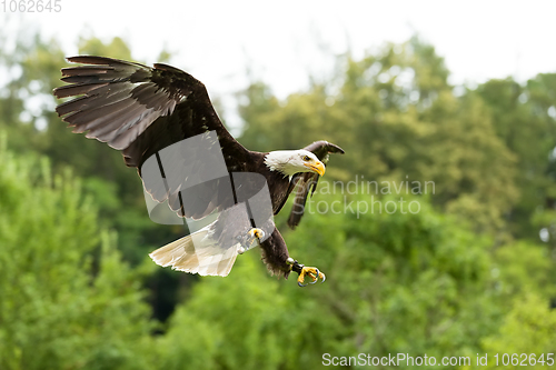 Image of Big bald Eagle (Haliaeetus albicill)