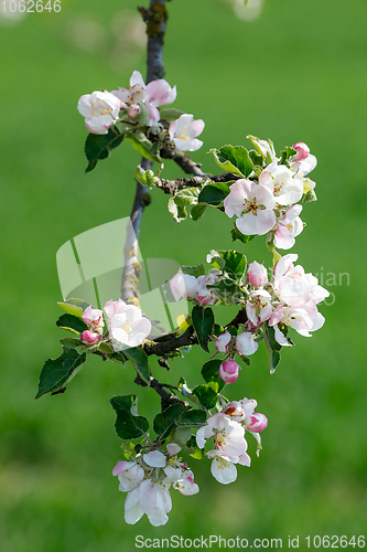 Image of flowering apple tree in spring