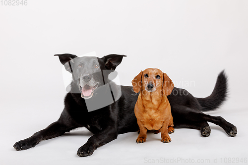 Image of crossbreed dog and Dachshund, best friends