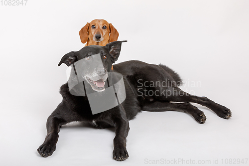 Image of crossbreed dog and Dachshund, best friends