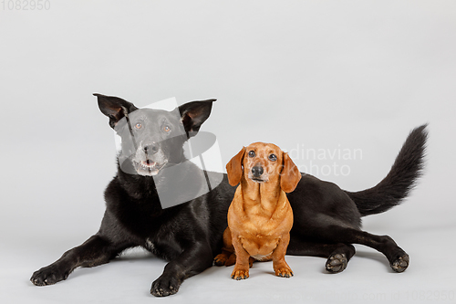 Image of crossbreed dog and Dachshund, best friends