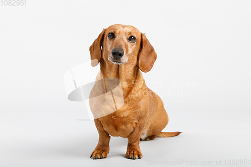 Image of adorable small dog Dachshund