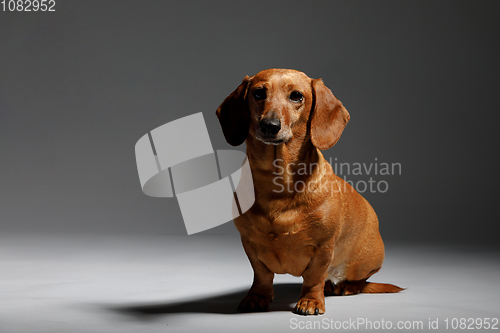 Image of adorable small dog Dachshund