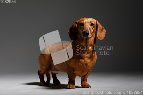 Image of adorable small dog Dachshund