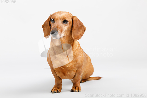 Image of adorable small dog Dachshund