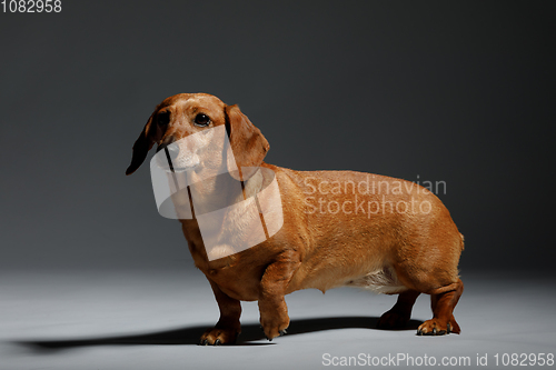 Image of adorable small dog Dachshund