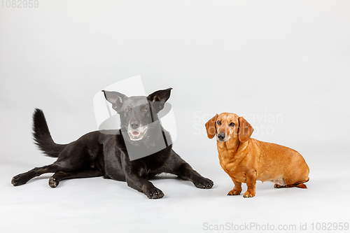 Image of crossbreed dog and Dachshund, best friends