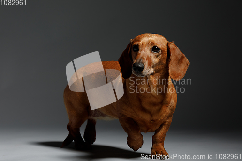 Image of adorable small dog Dachshund