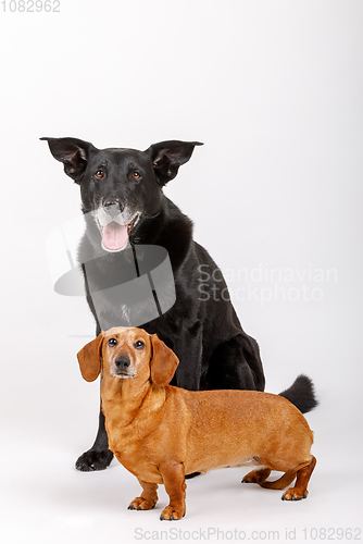 Image of crossbreed dog and Dachshund, best friends