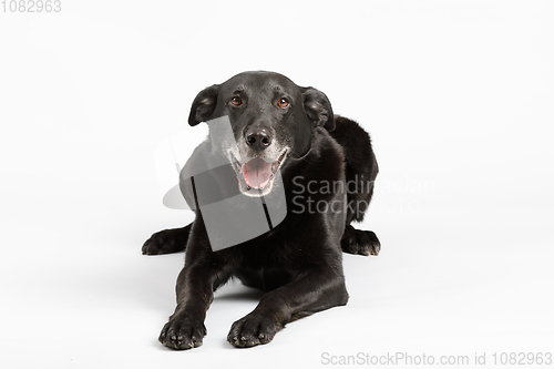 Image of friendly and adorable crossbreed dog