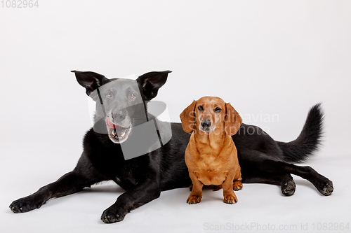 Image of crossbreed dog and Dachshund, best friends