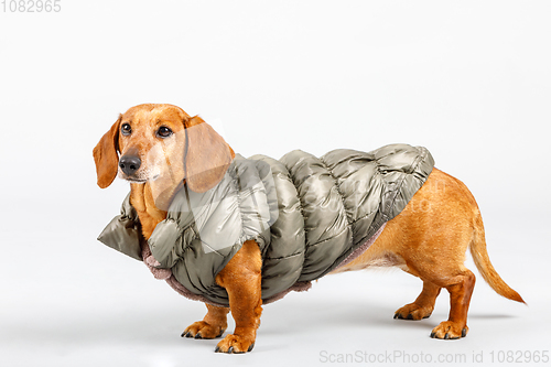 Image of adorable small dog Dachshund with winter cloth