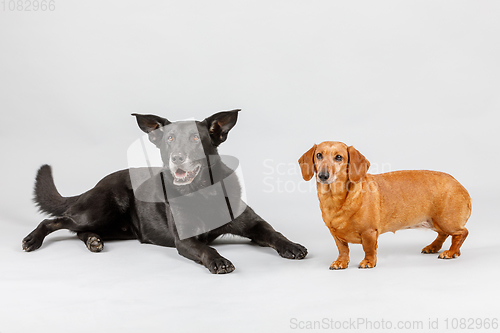 Image of crossbreed dog and Dachshund, best friends