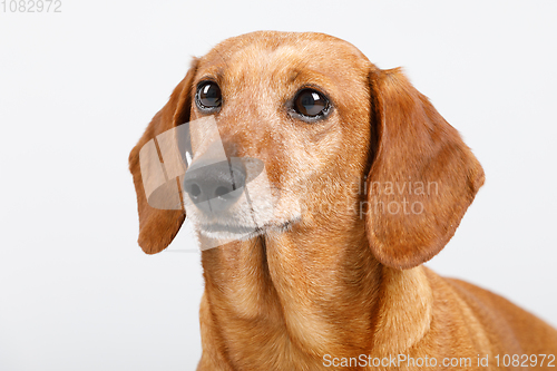 Image of adorable small dog Dachshund
