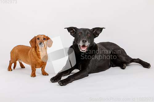 Image of crossbreed dog and Dachshund, best friends