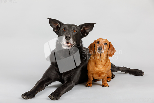 Image of crossbreed dog and Dachshund, best friends