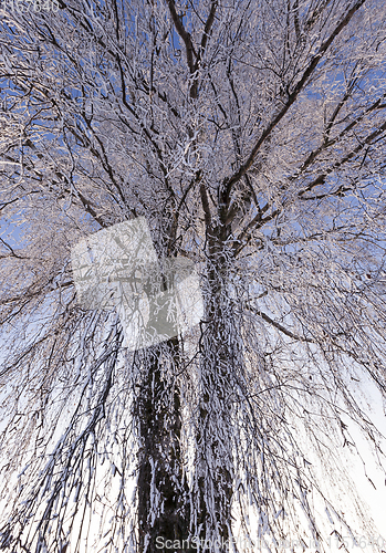 Image of branches of birch