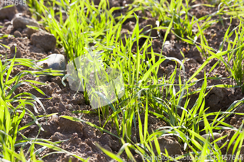 Image of fresh green rye