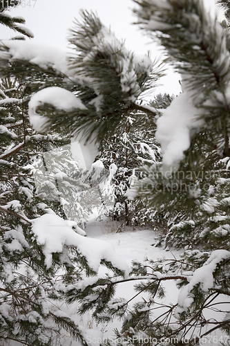 Image of spruce in winter,