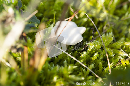 Image of white mushroom