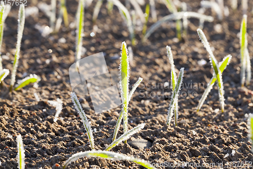 Image of sprouts of barley