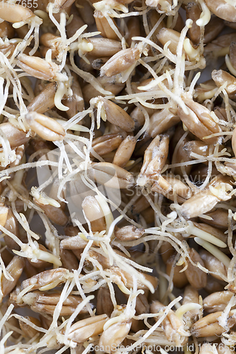 Image of spoiled crop of wheat