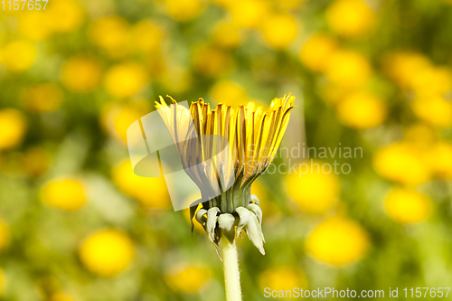 Image of closed bud of dandelion