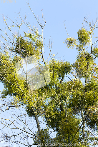 Image of parasitic mistletoe