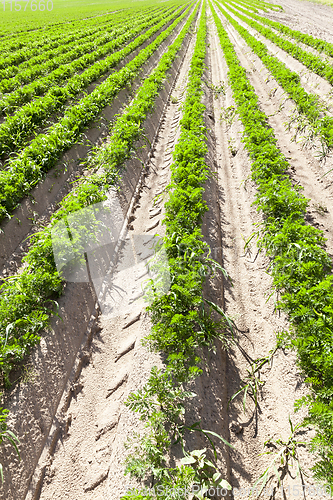 Image of long rows of carrots