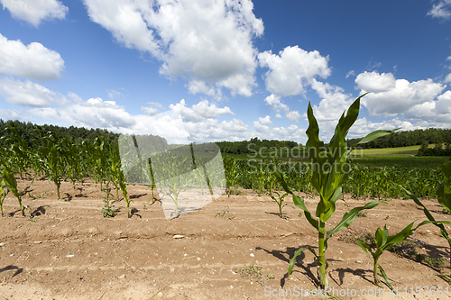 Image of yellow soil