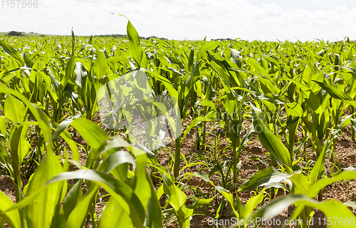 Image of green corn