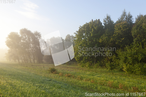 Image of mixed forest