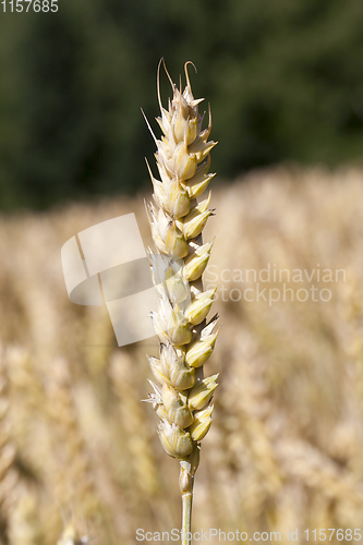 Image of one ear of wheat