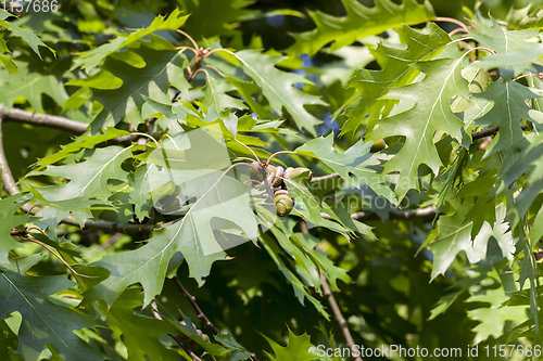 Image of green oak nuts