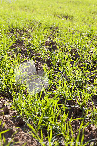 Image of young green wheat