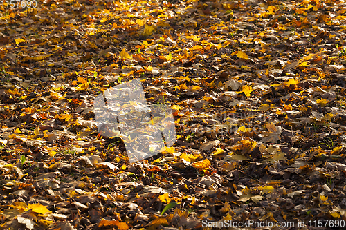 Image of orange foliage of maple