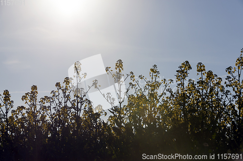 Image of flowering rapeseed