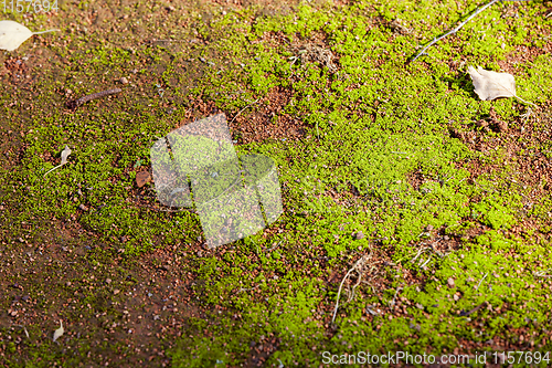 Image of green moss