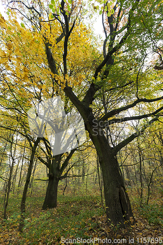 Image of deciduous tree