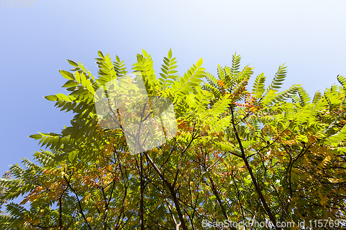 Image of color foliage