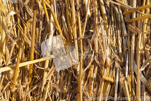 Image of tightly bound straw