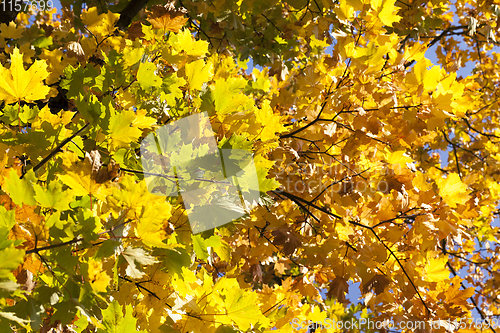 Image of maple foliage