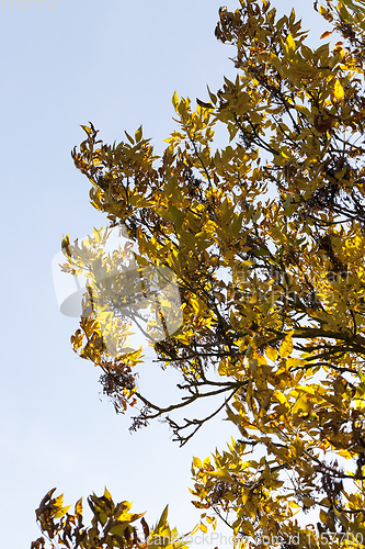 Image of one side of ash tree