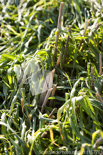 Image of wheat stubble