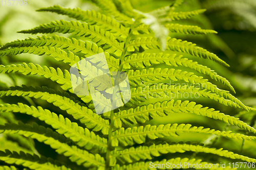 Image of green young fern