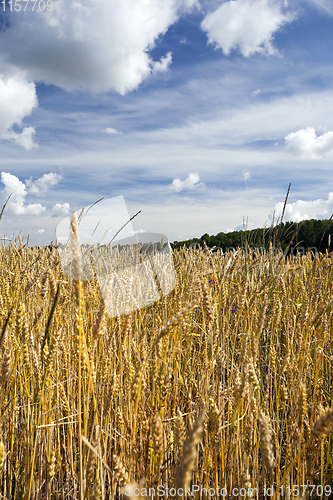 Image of ripe rye field