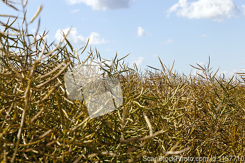 Image of ripe dry rapeseed