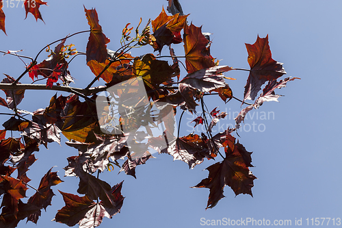 Image of red foliage maple